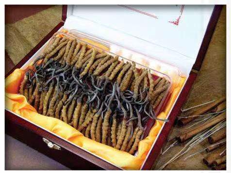 东丽冬虫夏草回收